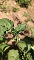 Solanum nigrum