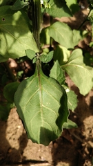Solanum nigrum