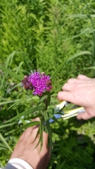 Vernonia fasciculata
