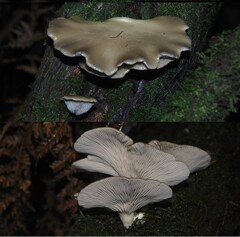 Conchomyces bursiformis