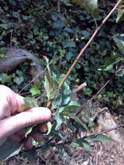 Magnoliopsida