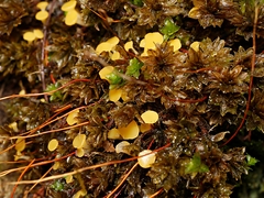 Octospora catharineae