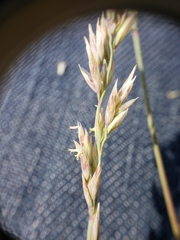 Poa secunda secunda