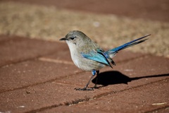 Malurus splendens splendens