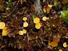 Octospora catharineae