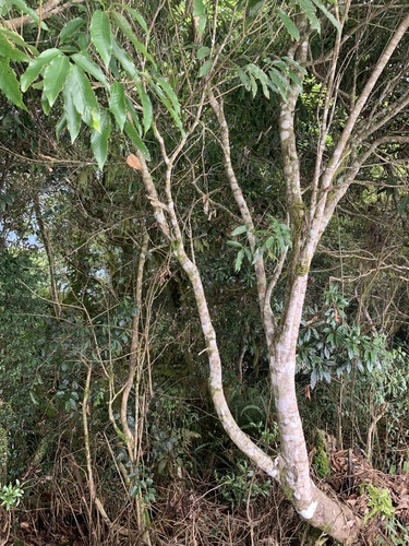 Image of Quercus stenophylloides by (c) 呂一起(Lu i-chi), some rights reserved (CC BY)