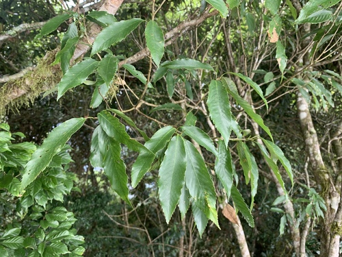 Image of Quercus stenophylloides by (c) 呂一起(Lu i-chi), some rights reserved (CC BY)