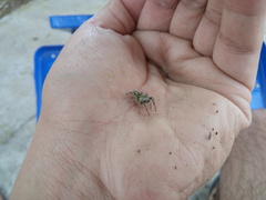 Phidippus arizonensis