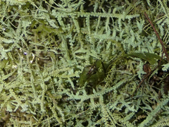 Lepidoziaceae