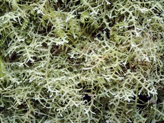 Lepidoziaceae