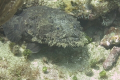 Sanopus barbatus