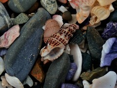 Maculotriton serriale