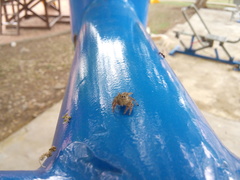 Phidippus arizonensis