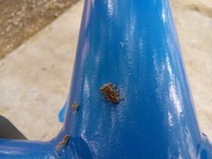 Phidippus arizonensis