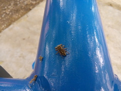 Phidippus arizonensis