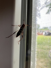 Neoclytus acuminatus acuminatus