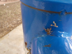 Phidippus arizonensis