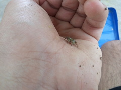 Phidippus arizonensis