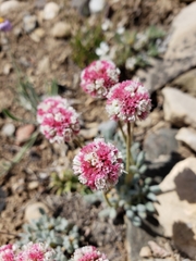 Eriogonum gracilipes