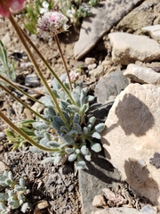 Eriogonum gracilipes