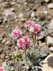 Eriogonum gracilipes