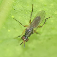 Anaphalantus longicornis