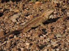 Sceloporus edbelli