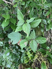 Hydrangea fauriei, photograph 呂一起(Lyu yi-chi), CC BY, iNaturalist via GBIF