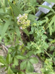 Angiospermae