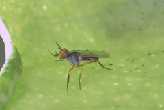 Anaphalantus longicornis