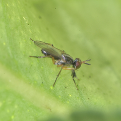 Anaphalantus longicornis