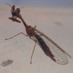 Leptomantispa pulchella