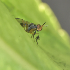 Anaphalantus longicornis