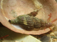 Raphitoma purpurea