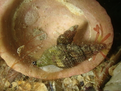 Raphitoma purpurea
