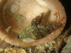 Raphitoma purpurea