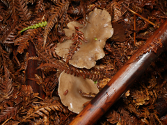 Singerocybe