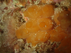 Stolonica socialis
