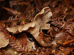 Singerocybe