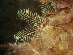 Hydrallmania falcata