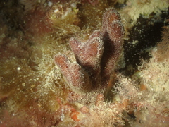 Raspailia ramosa