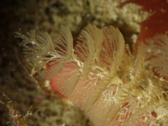 Crisularia plumosa