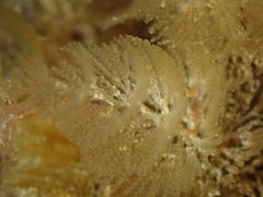 Crisularia plumosa