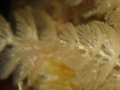 Crisularia plumosa