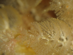 Crisularia plumosa