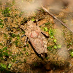 Tettiella