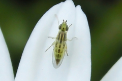 Meromyza