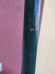 Anyphaena accentuata