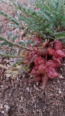 Astragalus lentiginosus semotus
