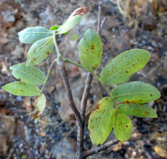 Commiphora mollis